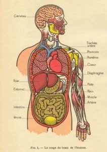 Body Systems Series - An Herbal Approach